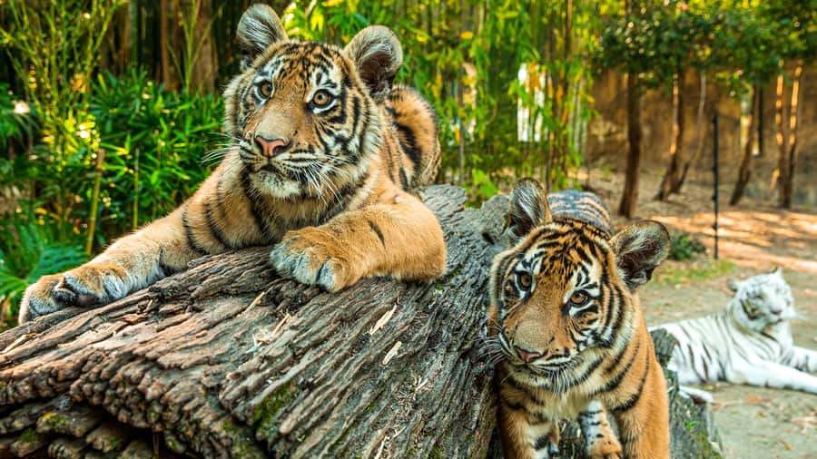 Dreamworld, WhiteWater World & SkyPoint 3-Day Ticket - Tiger Island and native wildlife encounters
