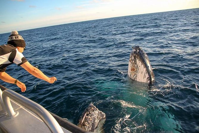 Dunsborough Whale Watching Eco Tour - How the 2.5-hour search unfolds