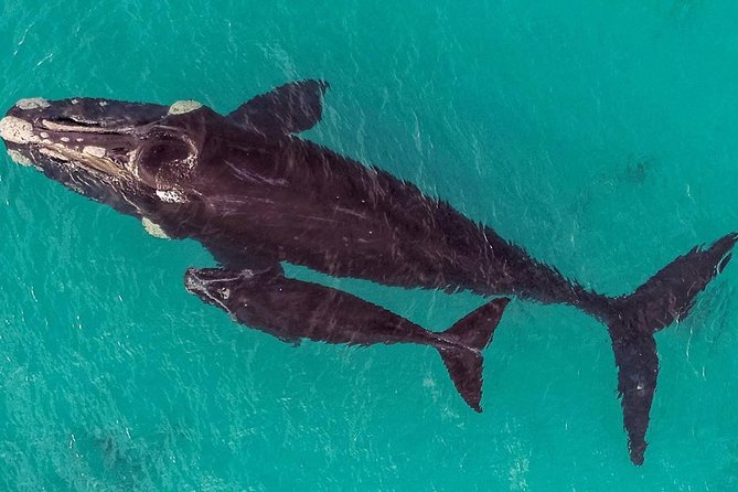 Dunsborough Whale Watching Eco Tour - The creatures you might see