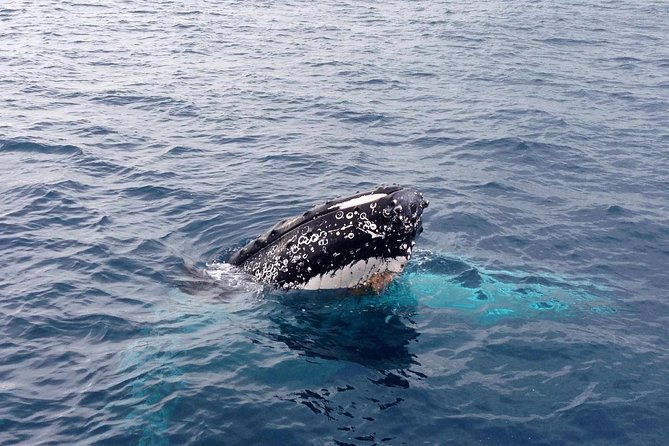 Dunsborough Whale Watching Eco Tour - Seasickness and weather are real factors