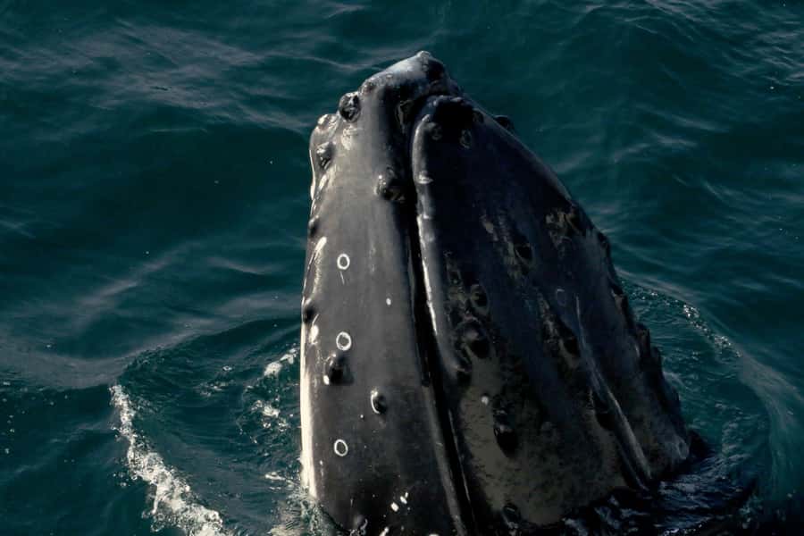 Dunsborough: Whale Watching Tour - Key points to know before you book