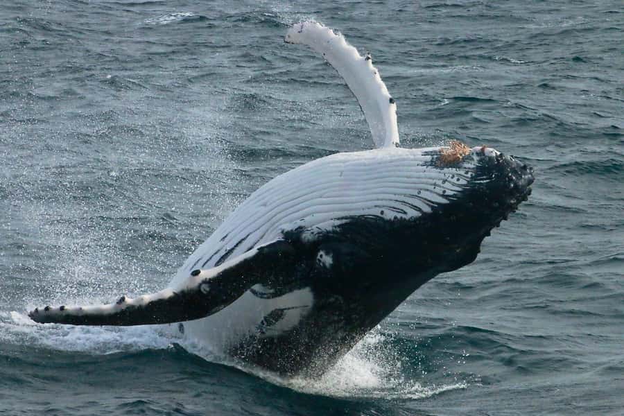 Dunsborough: Whale Watching Tour - Watching humpbacks with their young