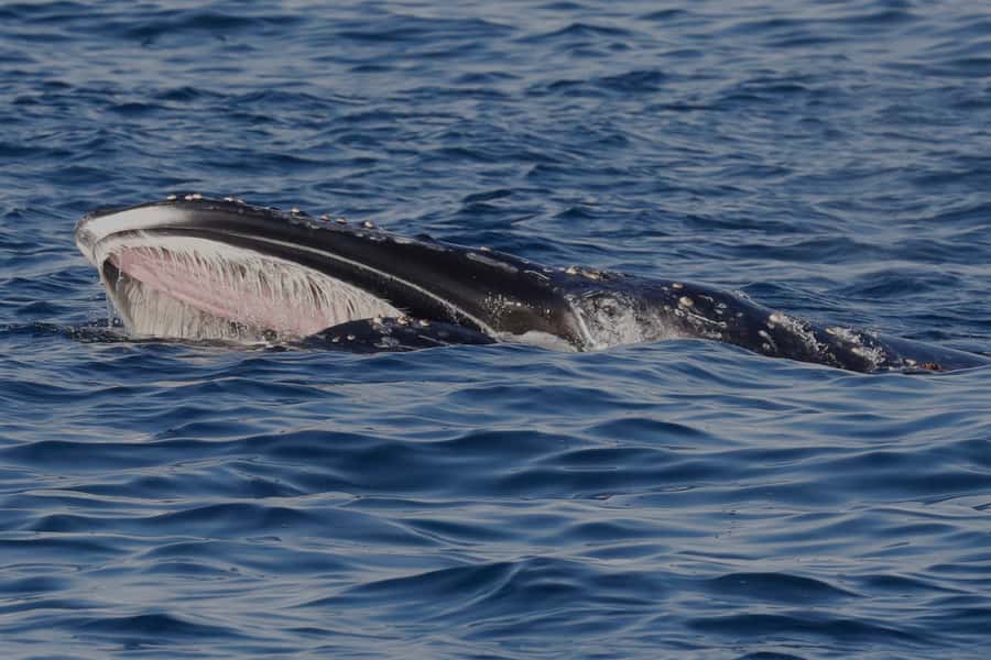 Dunsborough: Whale Watching Tour - The seasonal chance of seeing a blue whale