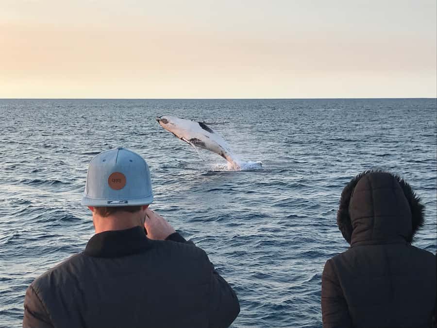Dunsborough: Whale Watching Tour - Dolphins and the Southwest coast
