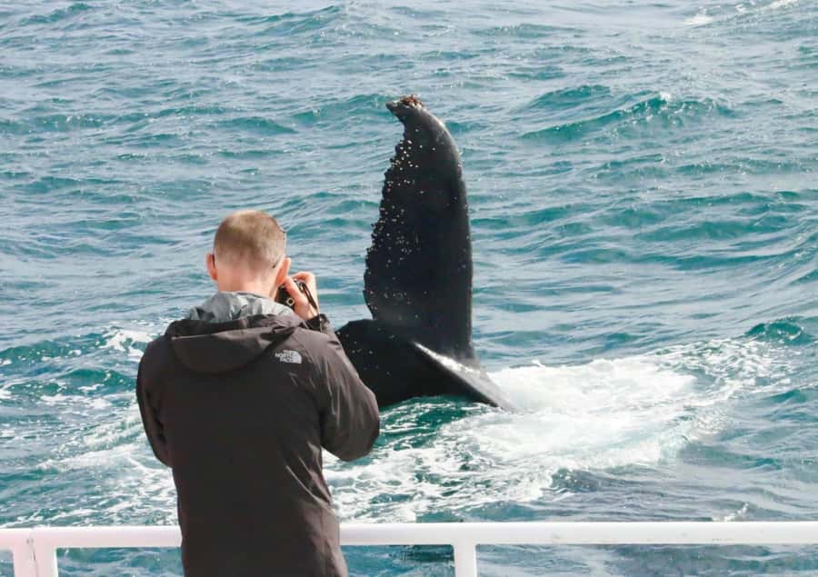Dunsborough: Whale Watching Tour - How the itinerary unfolds