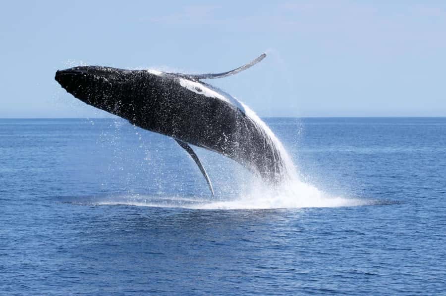 Dunsborough: Whale Watching Tour - Two and a half hours in Geographe Bay