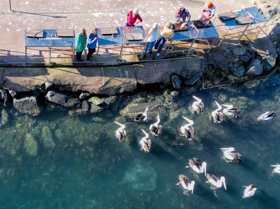 Eden: 2-Hour Highlights Tour, Nature, Beaches and Lookouts - Is $106 a fair price?