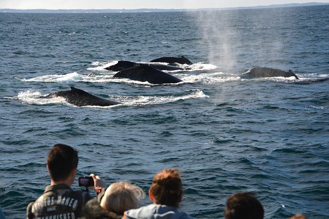 Educational Whale Watching Tour from Perth - A boat built for watching, not just transporting