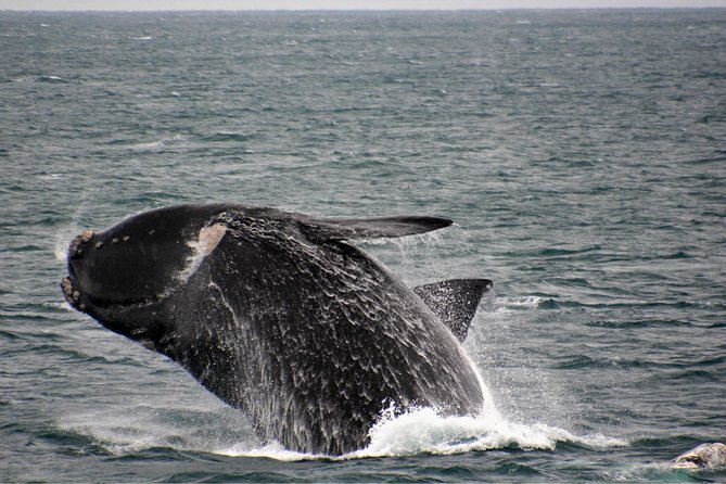Educational Whale Watching Tour from Perth - How much value do you get for $68.14?
