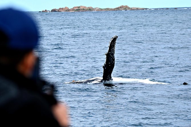 Educational Whale Watching Tour from Perth - The best time and type of day for this cruise
