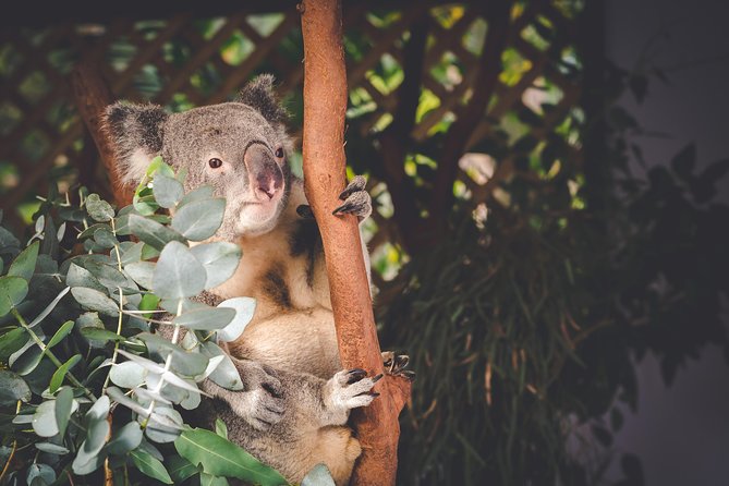 Exclusive Blue Mountains Wildlife and Bushwalk Tour From Sydney - Group Size, Pace, and Physical Demands