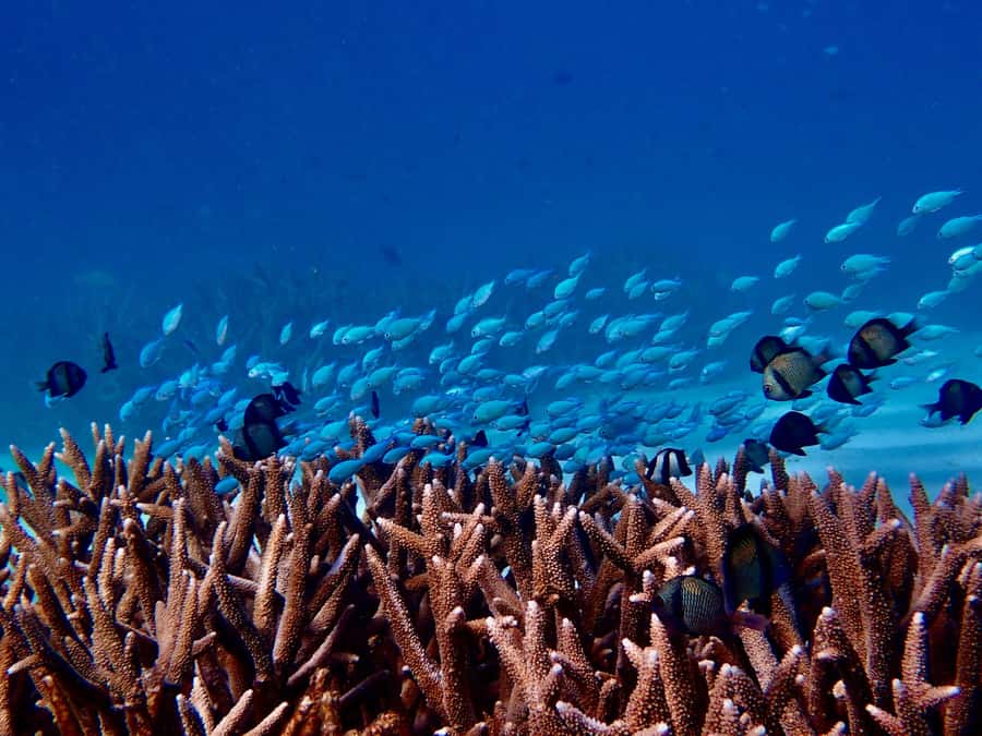 Exmouth: Guided Ningaloo Reef Snorkel Adventure - Why this Ningaloo day works so well