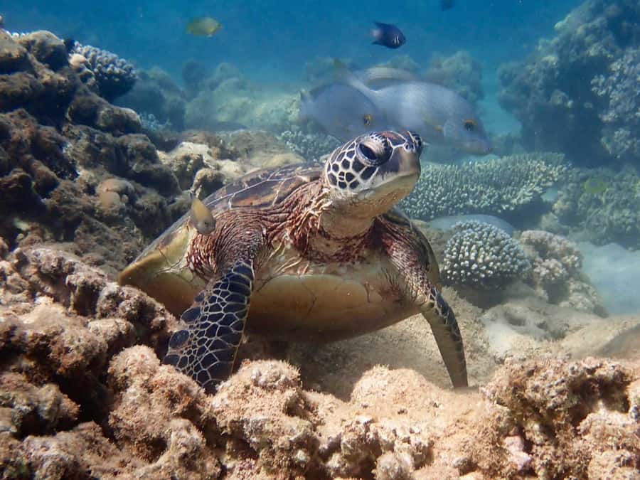 Exmouth: Half Day Turtle Kayak & Snorkel Tour - Why This Ningaloo Tour Works So Well