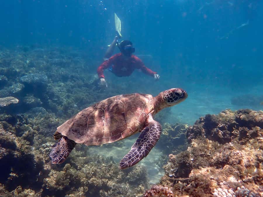 Exmouth: Half Day Turtle Kayak & Snorkel Tour - Snorkeling From Kayak Only Moorings