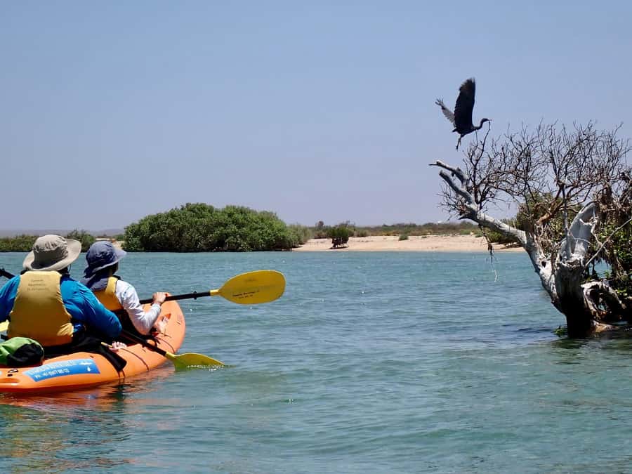 Exmouth: Half Day Turtle Kayak & Snorkel Tour - Who Will Enjoy This Tour Most