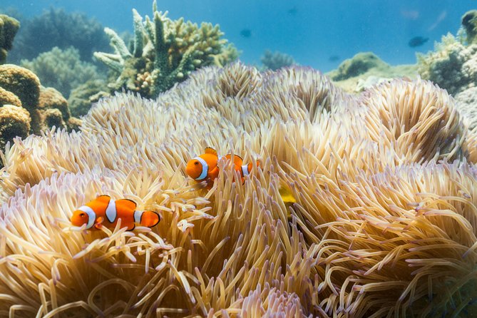 Fitzroy Island Day Tour from Cairns - Key points to know before you book
