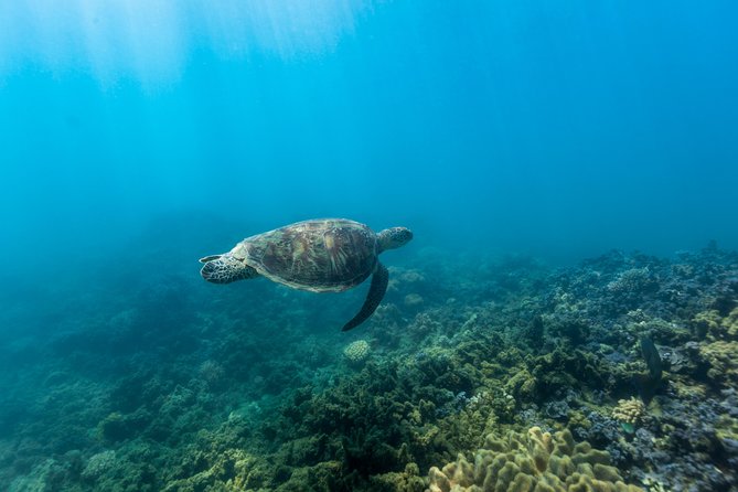 Fitzroy Island Day Tour from Cairns - Is $71.72 good value?