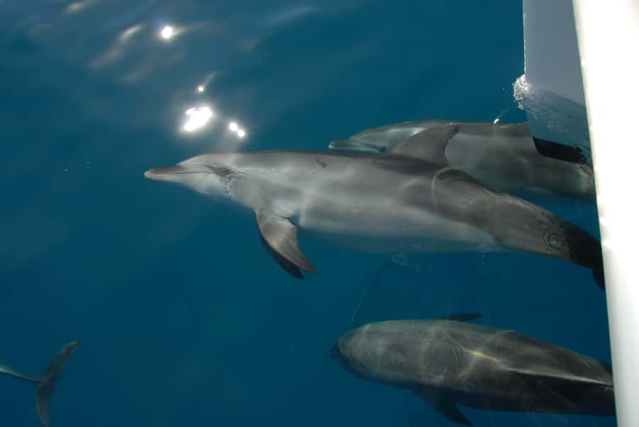Fraser Island 4-Hour Eco-Sailing Adventure - Crew style and the small-group advantage
