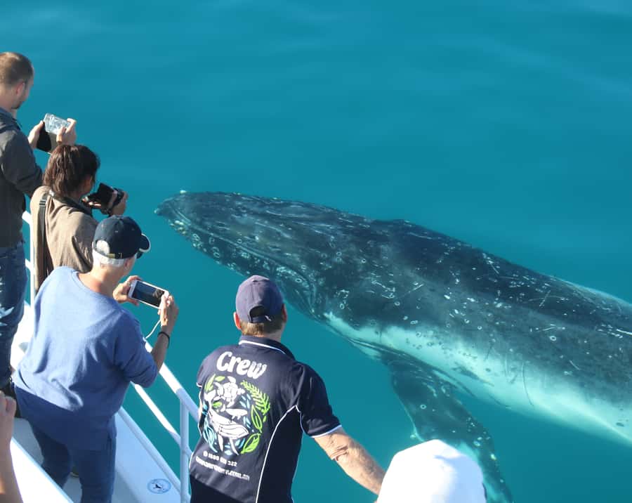 Fraser Island (K'gari): Remote Island and Whale Experience - Who should book this experience?