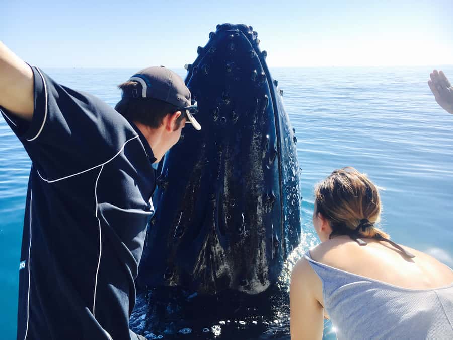 Fraser Island (K'gari): Remote Island and Whale Experience - The swim with whales, with a large condition attached