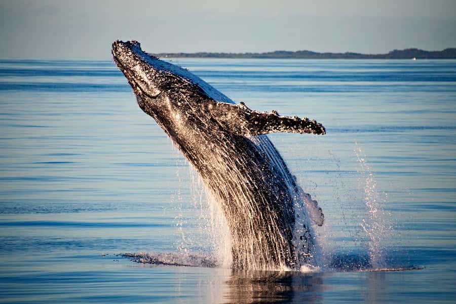 Fraser Island (K'gari): Remote Island and Whale Experience - Is $190 a fair price?