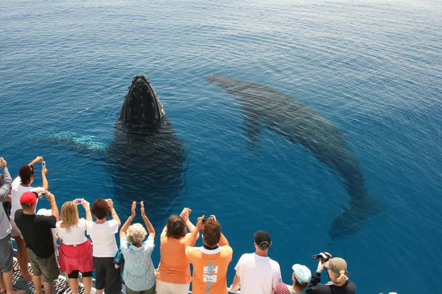Fraser Island (K'gari): Remote Island and Whale Experience - What to bring and what to leave behind