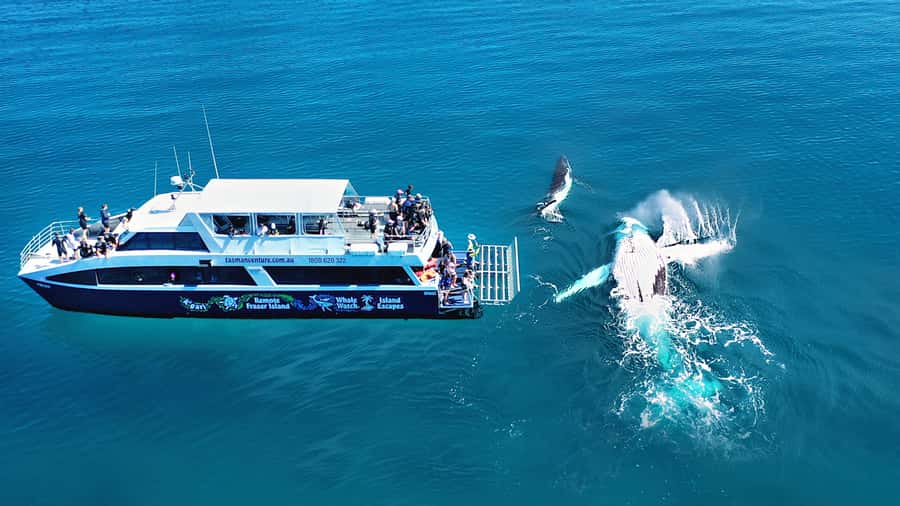 Fraser Island (K'gari): Remote Island and Whale Experience - Finding humpbacks in the calm waters off K’gari