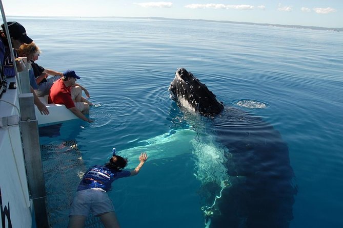Fraser Island Whale Watch Encounter - Key points to know before you book