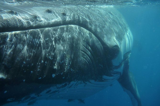 Fraser Island Whale Watch Encounter - An early start at Great Sandy Straits Marina