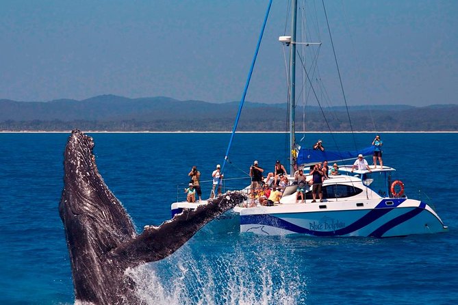 Fraser Island Whale Watch Encounter - What makes Platypus Bay special