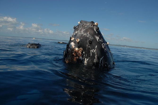 Fraser Island Whale Watch Encounter - A day aboard a 38-foot catamaran