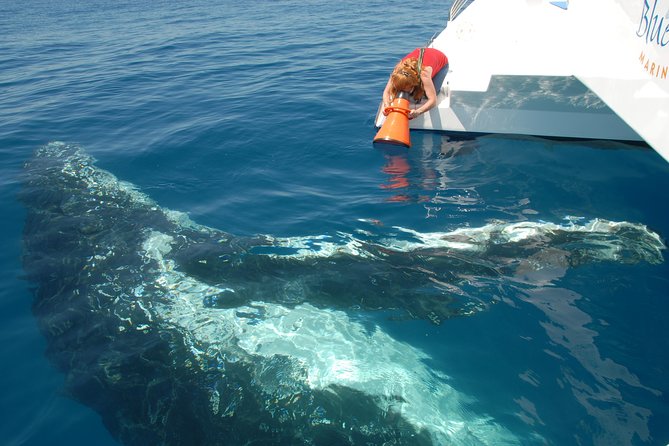 Fraser Island Whale Watch Encounter - How much value is there at €115.44?