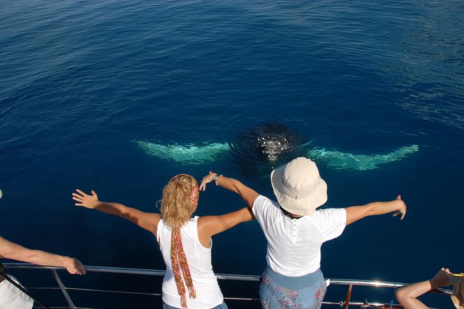 Fraser Island Whale Watch Encounter - When whale behavior makes the day memorable