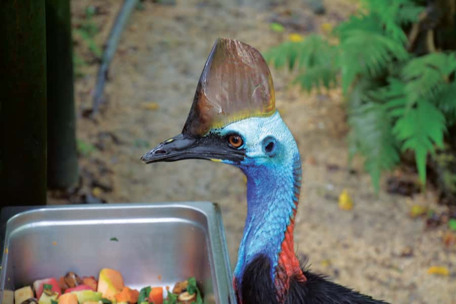 Friends in the Rainforest Package: Koala Gardens & Birdworld - Two wildlife stops in Kuranda for $27