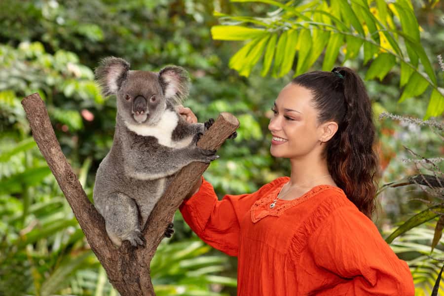 Friends in the Rainforest Package: Koala Gardens & Birdworld - Feeding wallabies, kangaroos, and parrots