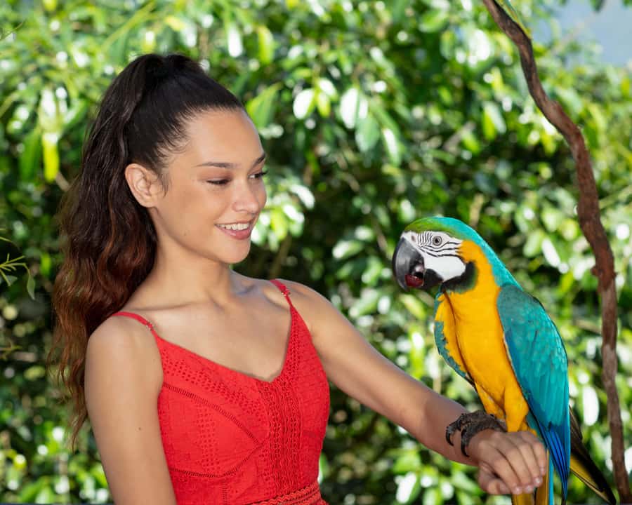 Friends in the Rainforest Package: Koala Gardens & Birdworld - How much time should you allow?