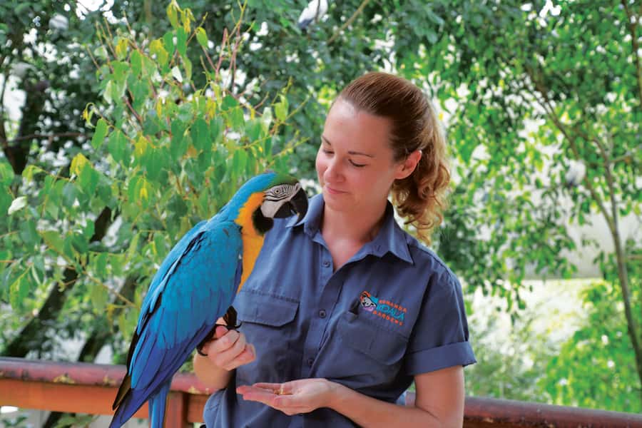 Friends in the Rainforest Package: Koala Gardens & Birdworld - Kuranda Koala Gardens: Australian animals up close
