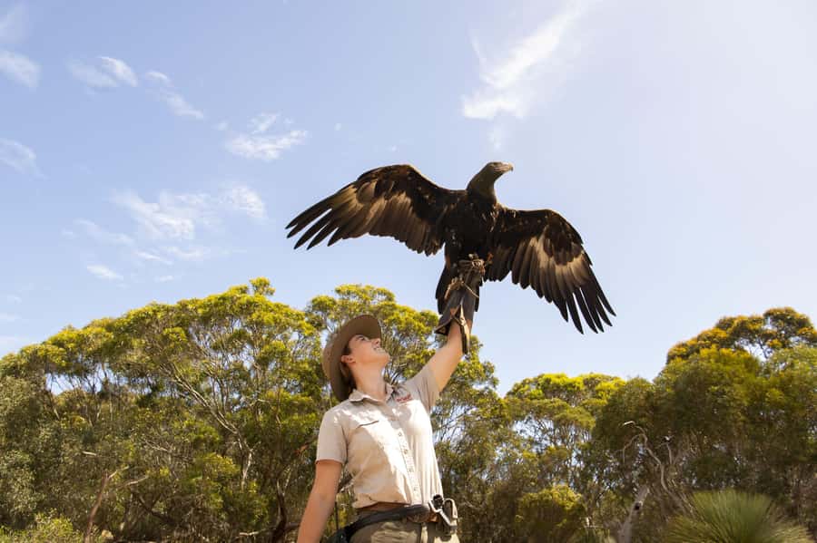 From Adelaide: Kangaroo Island Sip and See Day Trip - What the $275 price really buys you