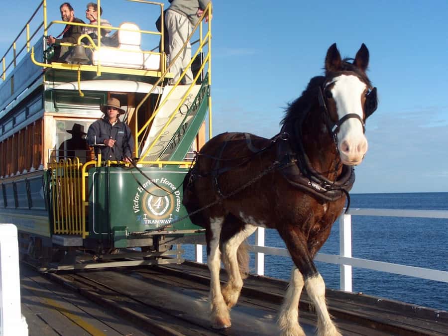 From Adelaide: Victor Harbor & Hahndorf Day Tour - Key points to know before booking