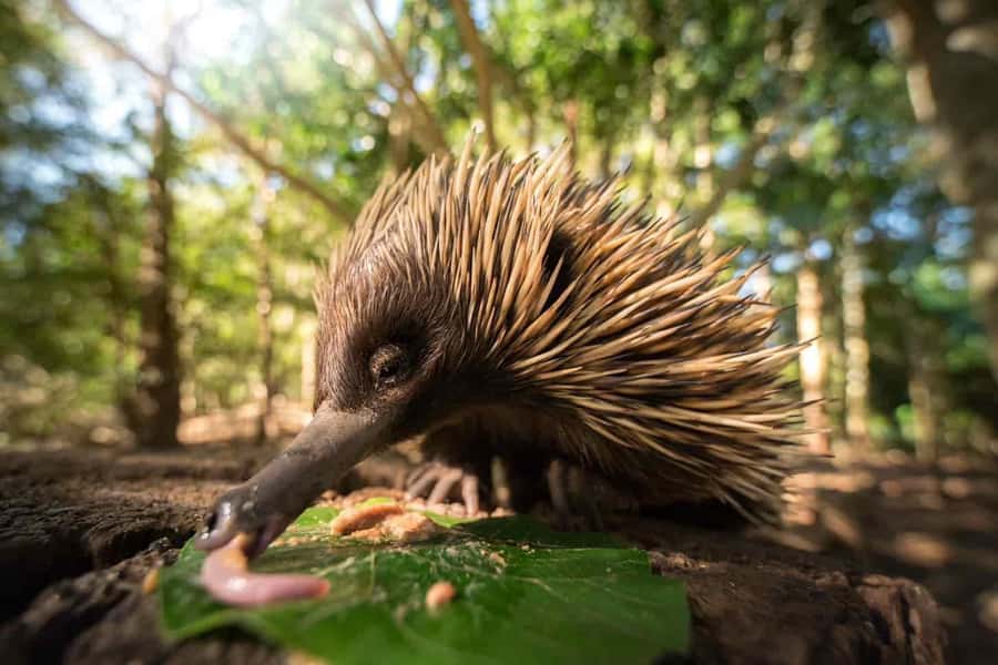 From Brisbane: Australia Zoo Transfer and Entry Ticket - The early Brisbane pickup sets the pace