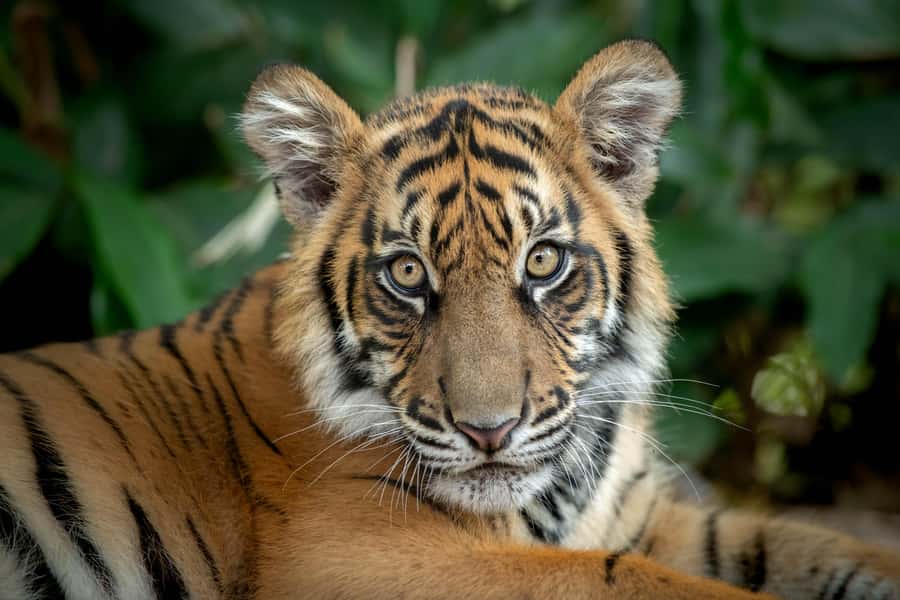 From Brisbane: Australia Zoo Transfer and Entry Ticket - Plan around the 1:00 PM Wildlife Warriors show