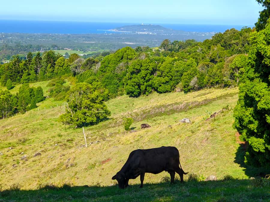 From Brisbane: Byron Bay, Bangalow, and Gold Coast Day Tour - Transport, group size, and what to bring