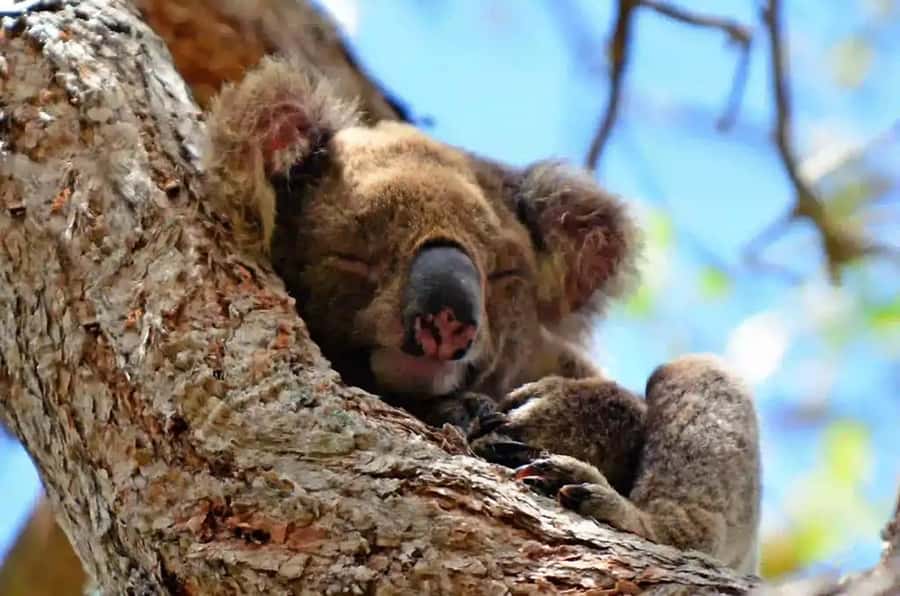 From Brisbane: Gold Coast Day Tour with Lunch - Key points to know before booking