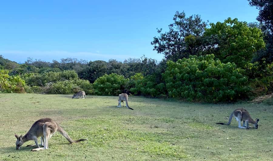 From Brisbane: North Stradbroke Island Wildlife Adventure - How the day is paced