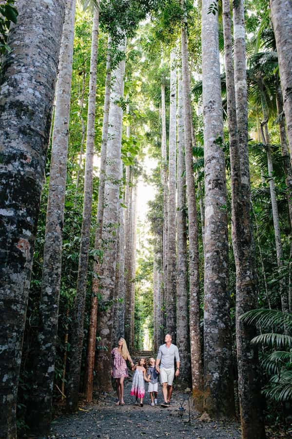 From Cairns: Atherton Tablelands and Paronella Park Day Trip - Key points to know before you book