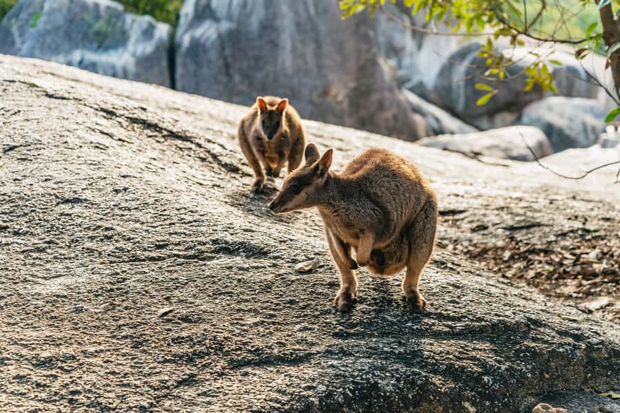 From Cairns: Chillagoe Caves and Outback Full-Day Tour - Why Chillagoe makes a good change from Cairns