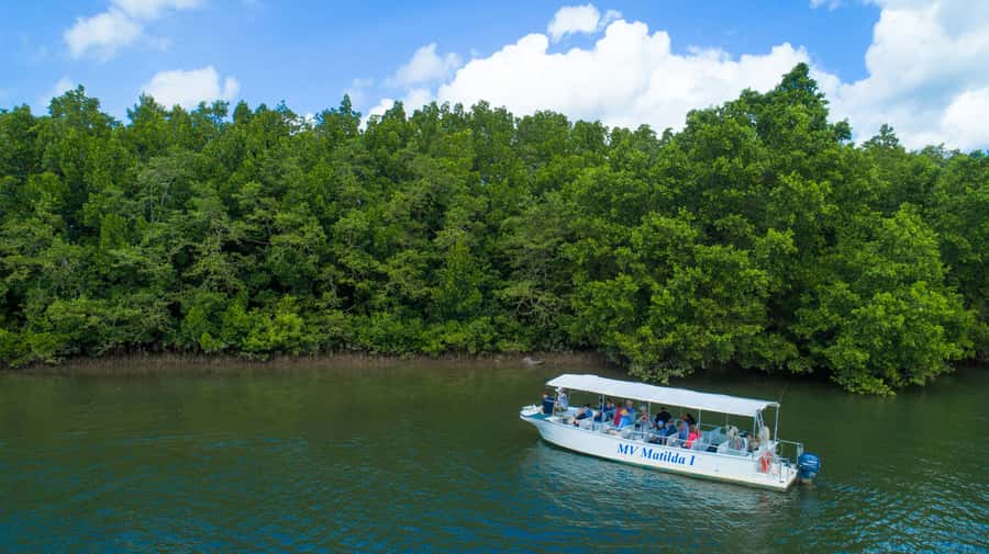 From Cairns: Daintree Rainforest & Cape Tribulation 4WD Tour - Is $162 good value?
