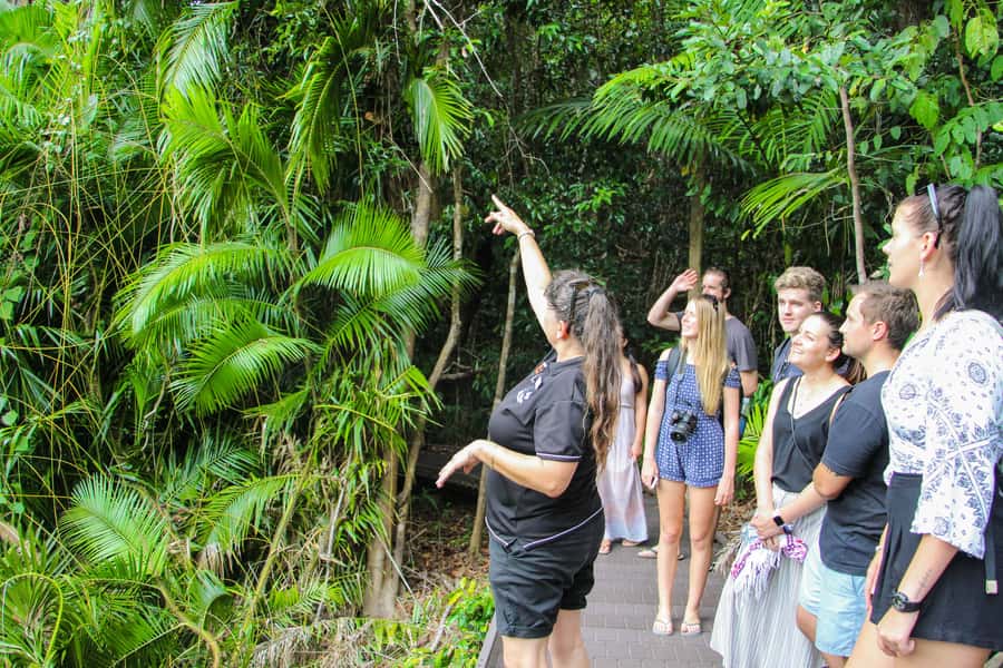 From Cairns: Daintree Wilderness & Cape Tribulation Bus Tour - Crossing the Daintree River by cable ferry