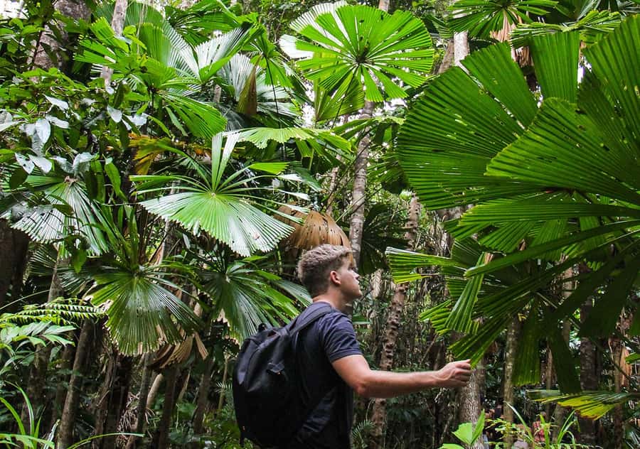From Cairns: Daintree Wilderness & Cape Tribulation Bus Tour - Cape Tribulation Beach and Alexandra Lookout
