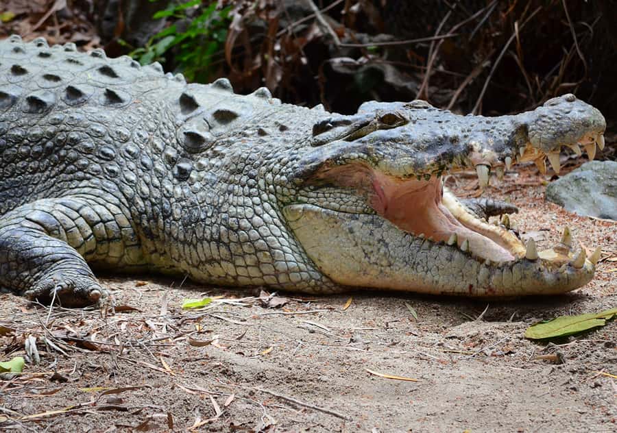 From Cairns: Daintree Wilderness & Cape Tribulation Bus Tour - The Daintree River cruise and crocodile search
